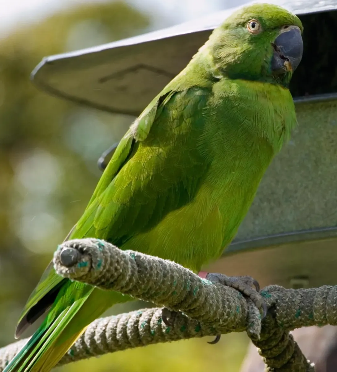 File:Echo parakeet (Psittacula eques echo) -at Durrell Trust (cropped).jpg