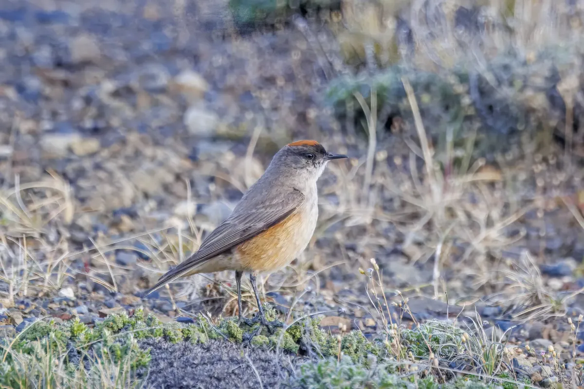 File:Cinnamon-bellied ground-tyrant (Muscisaxicola capistratus) Leona Amarga.jpg