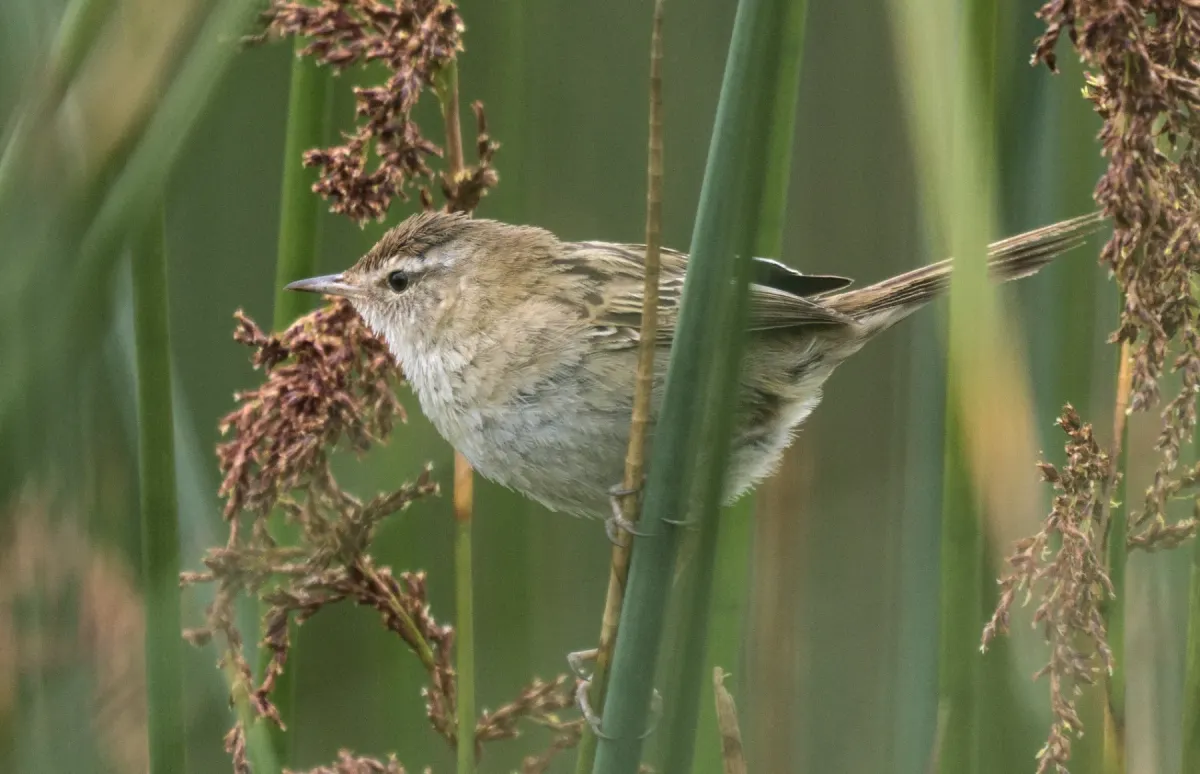File:Poodytes gramineus 460851951.jpg