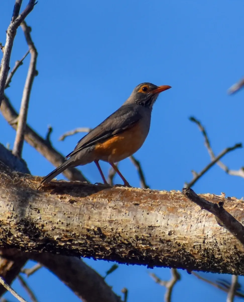 File:Turdus tephronotus 432733504.jpg