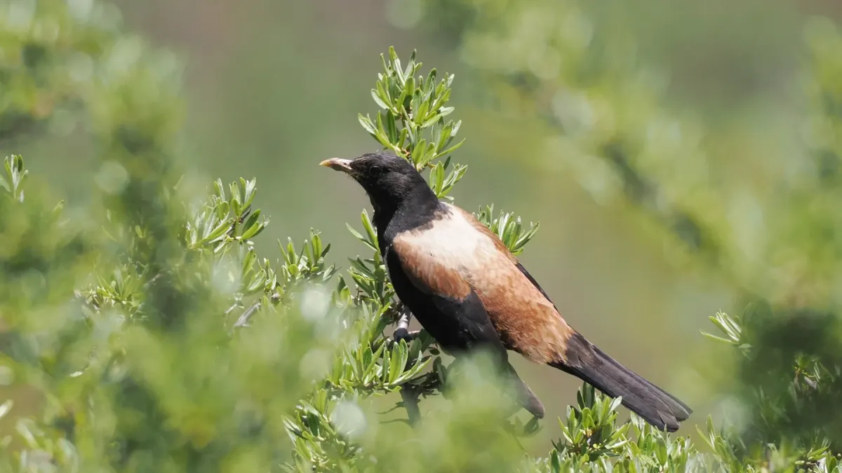 File:Turdus kessleri 519759622.jpg
