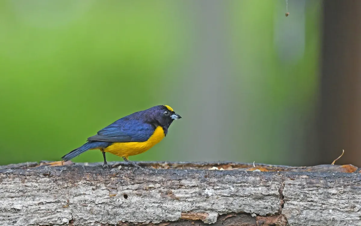 File:Euphonia concinna 230626751.jpg