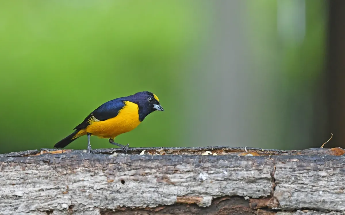 File:Euphonia concinna 230626687.jpg