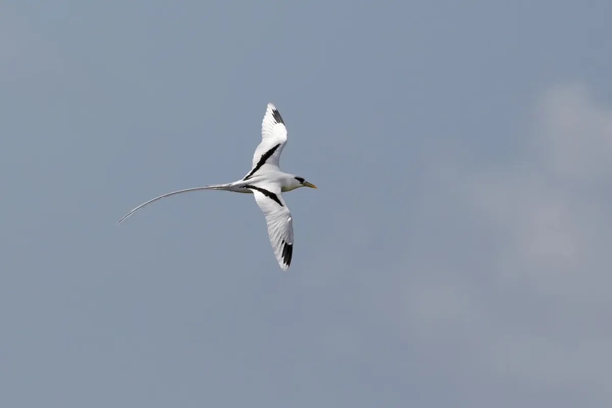 File:White-tailed Tropicbird (Phaethon lepturus).jpg