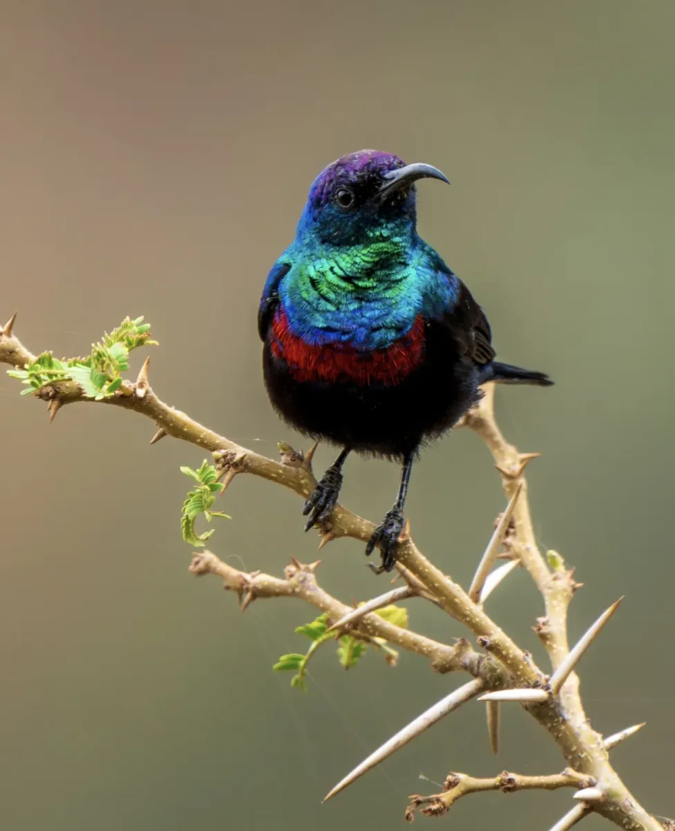 File:Arabian sunbird (Cinnyris hellmayri) in Aseer Province, Saudi Arabia (2025).jpg