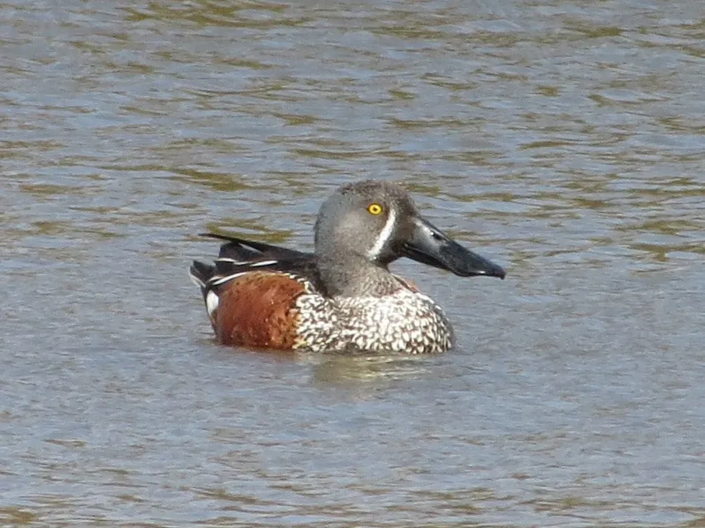 File:Spatula rhynchotis 564952404.jpg