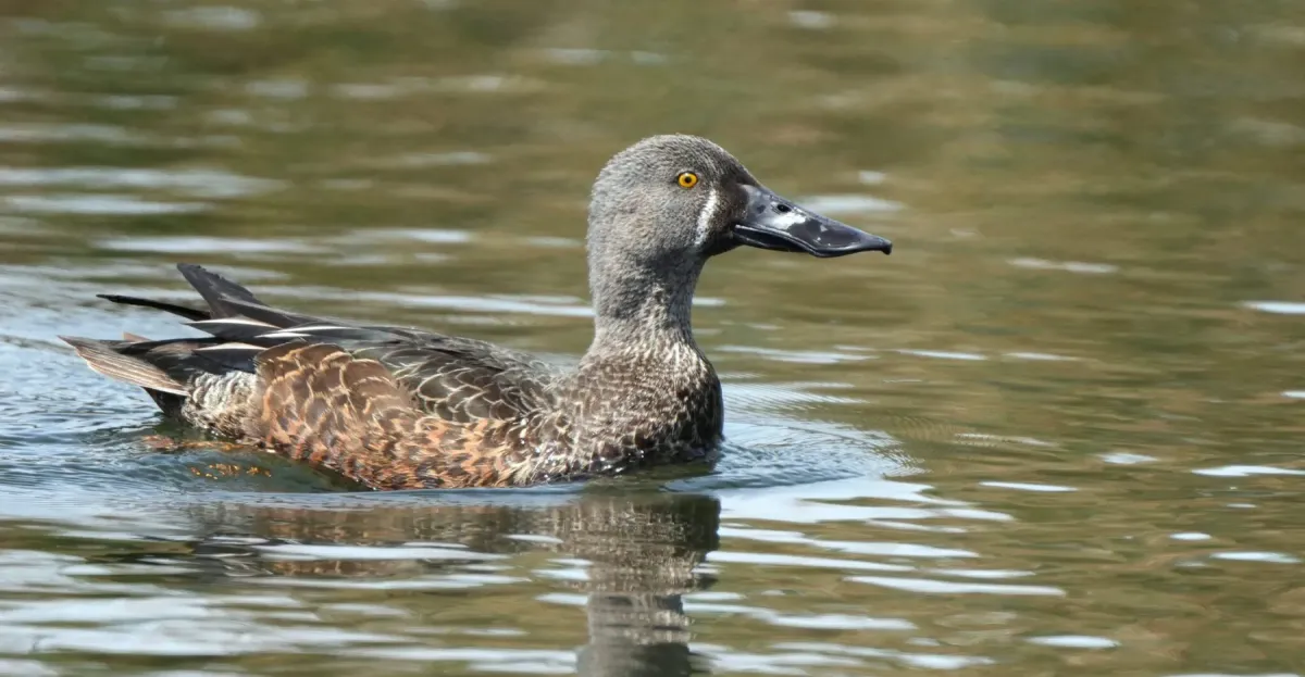 File:Spatula rhynchotis 592186273.jpg