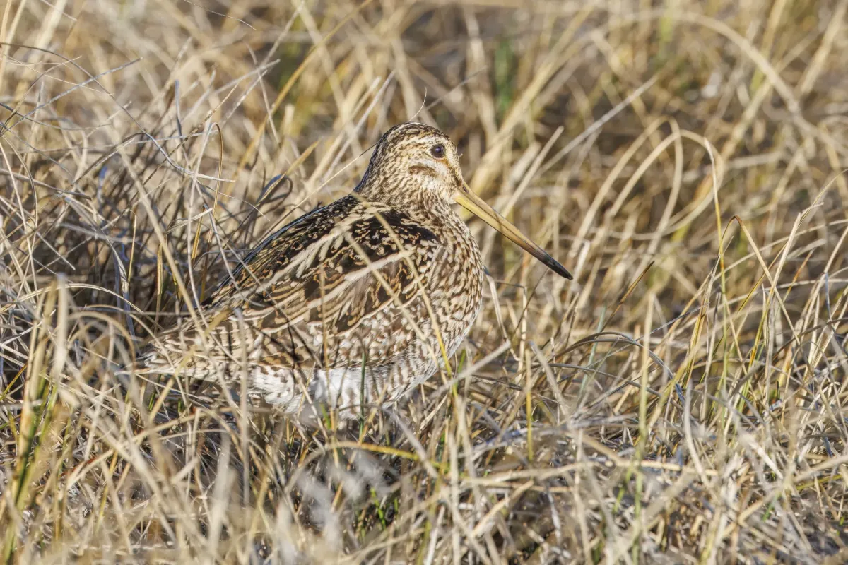 File:Magellanic snipe (Gallinago magellanica) Laguna Nimez.jpg
