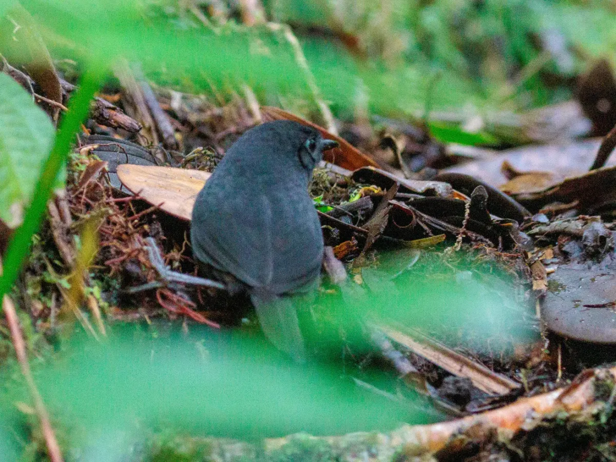 File:Scytalopus gonzagai by Thomaz de Carvalho Callado (cropped).jpg