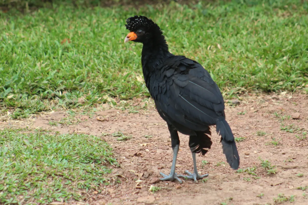 File:Crax alector - GERMAN LEONEL SARMIENTO CRUZ - 27057938.jpeg