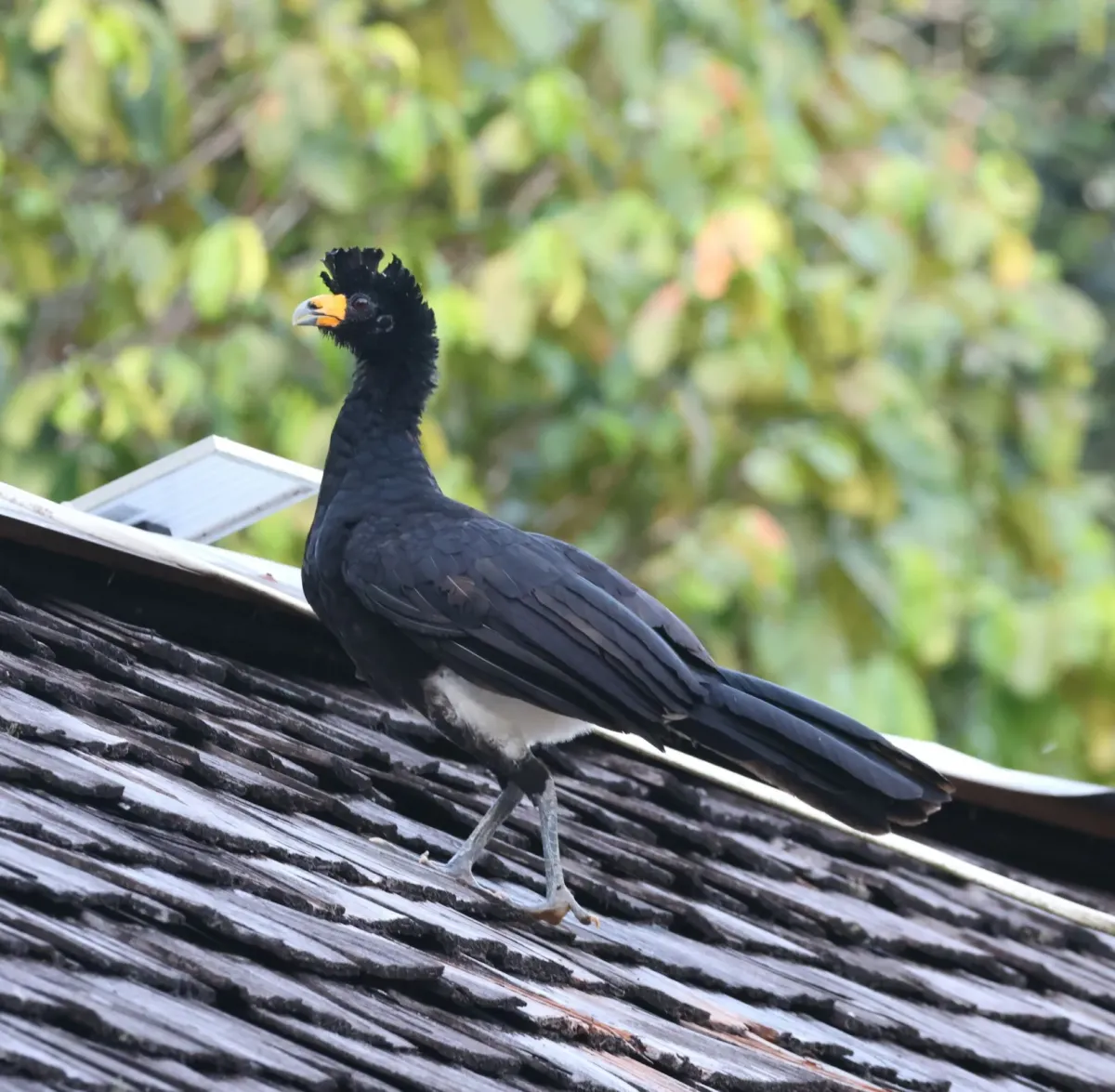 File:Crax alector - scaup - 467858162.jpeg