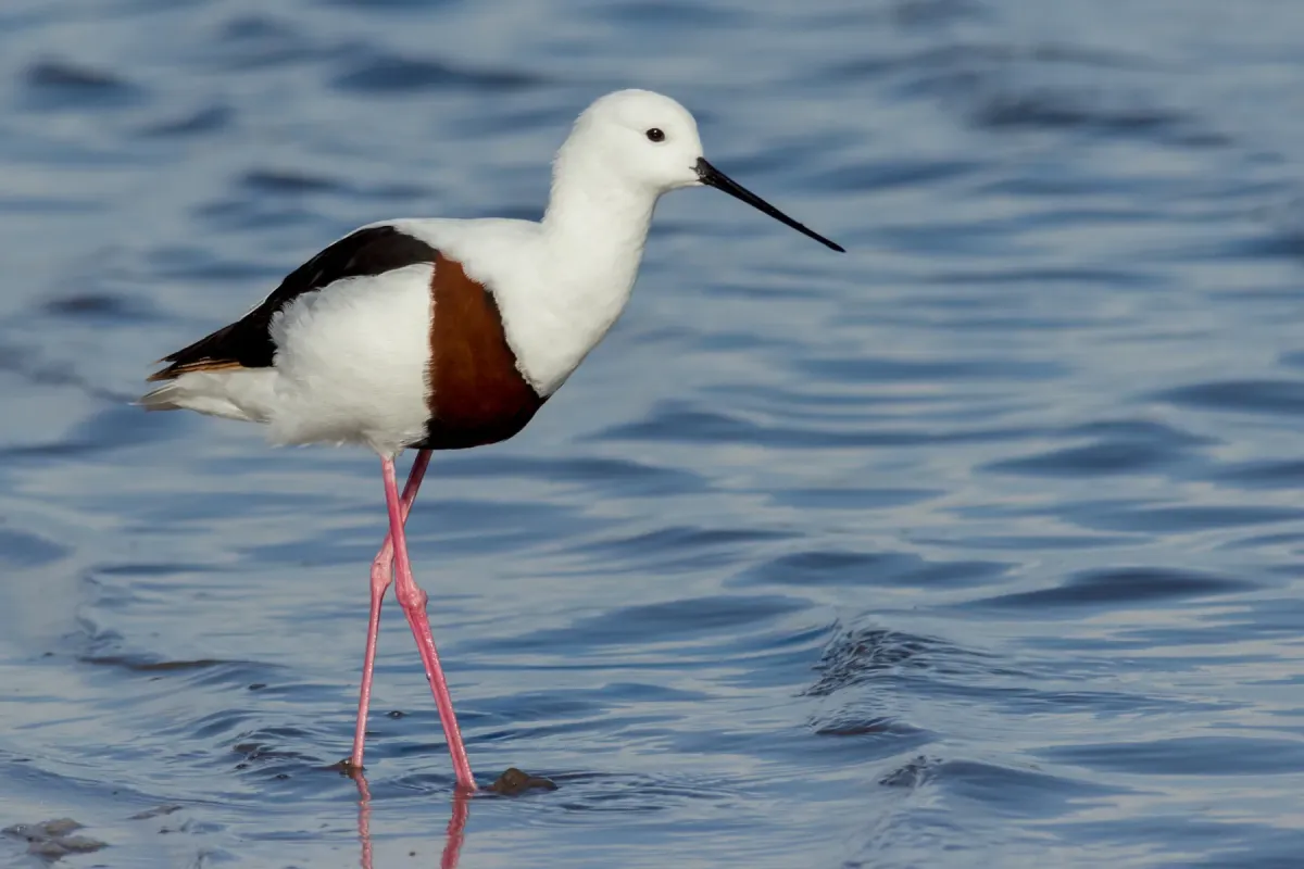 File:Cladorhynchus leucocephalus 48850914.jpg