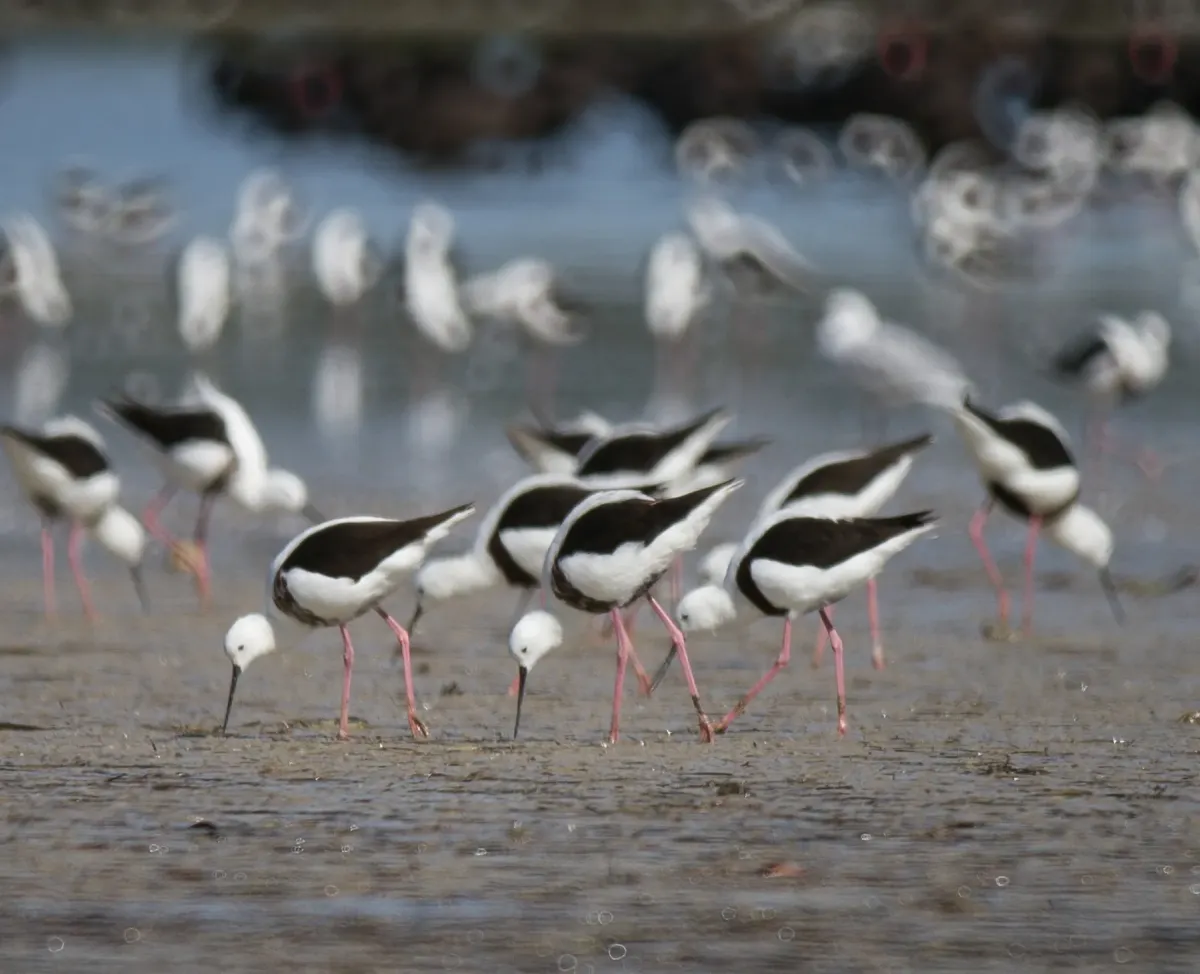 File:Cladorhynchus leucocephalus 119597643.jpg