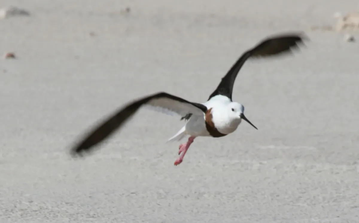 File:Cladorhynchus leucocephalus 284011578.jpg