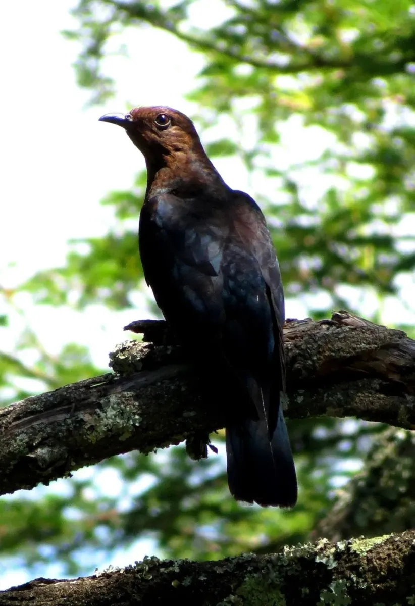 File:Cuculus clamosus clamosus 15414072.jpg