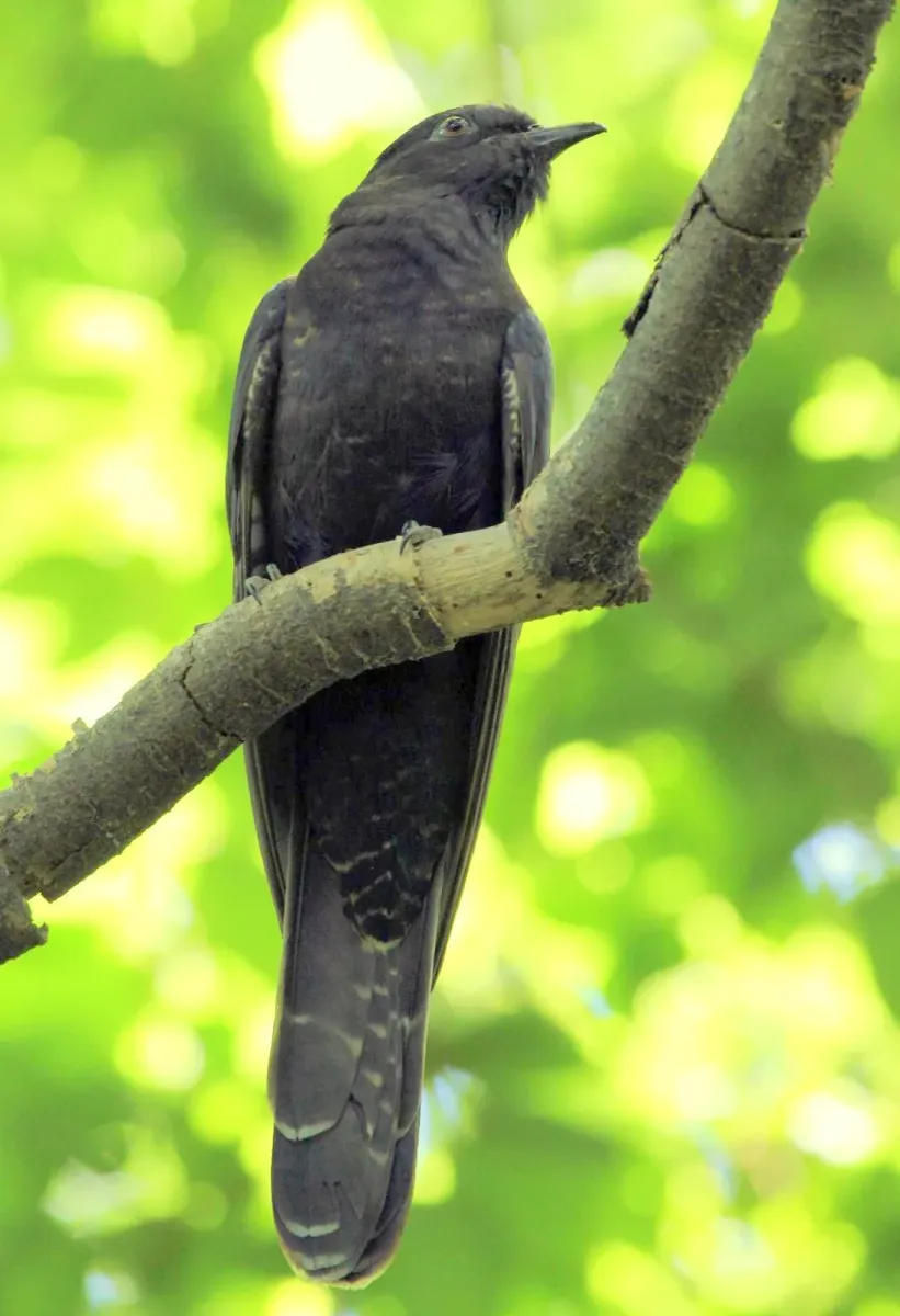 File:Cuculus clamosus 79097750.jpg