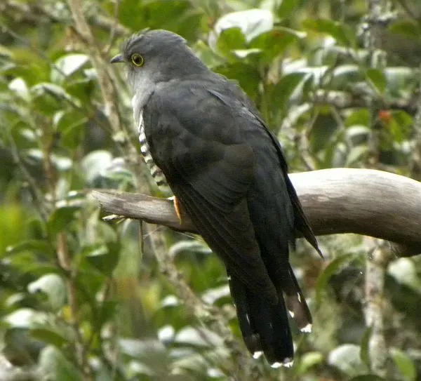 File:Cuculus lepidus 244880054.jpg