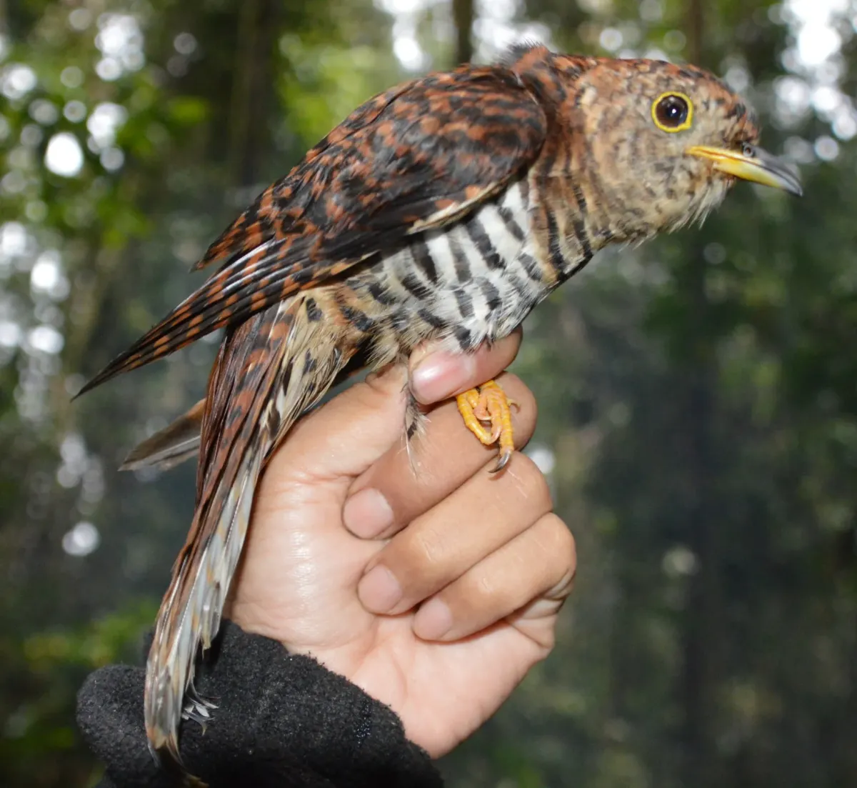 File:Cuculus lepidus 456891653.jpg