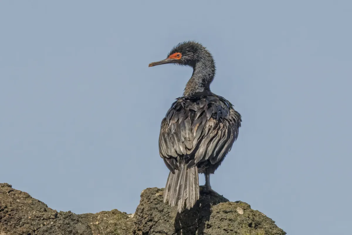 File:Magellanic cormorant (Leucocarbo magellanicus) Chiloe.jpg
