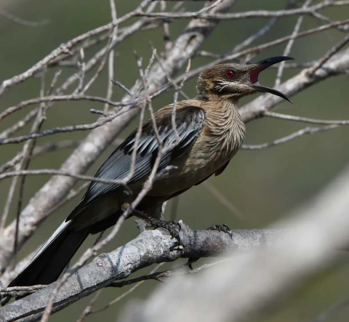 File:Philemon diemenensis 585909392.jpg