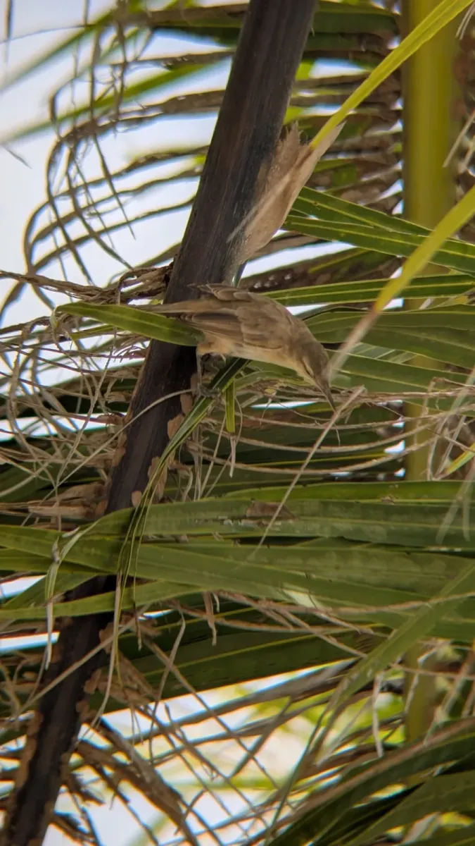 File:Acrocephalus atyphus 561105335.jpg