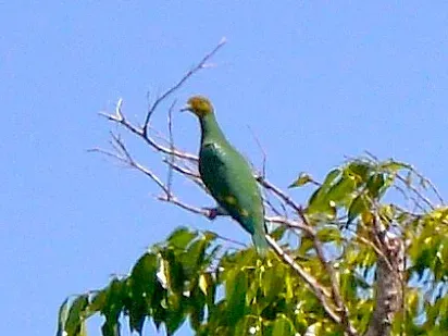 File:Ptilinopus tannensis 465608437 cropped.jpg