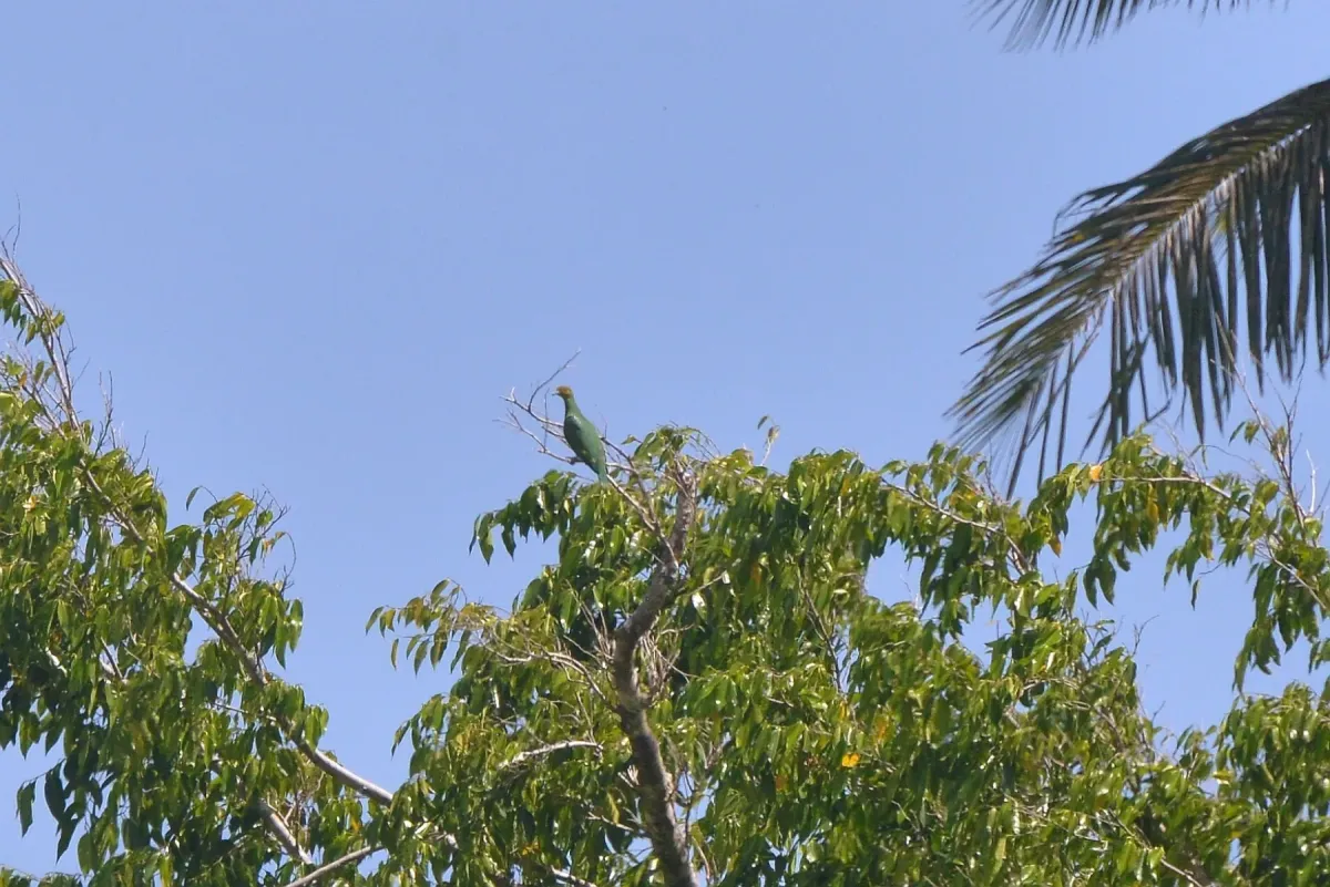 File:Ptilinopus tannensis 465608437.jpg