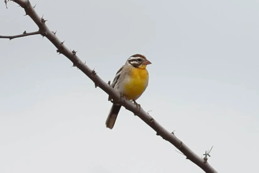 File:Emberiza poliopleura 477949830.jpg