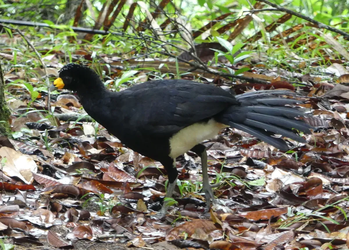File:Crax alector - Guillaume Delaitre - 154619493 (cropped).jpeg