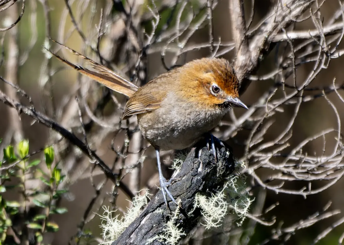 File:Asthenes harterti 587189886.jpg