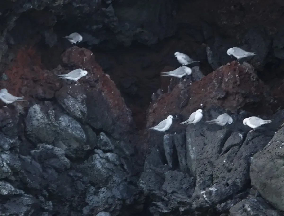 File:Anous albivitta 489430149.jpg