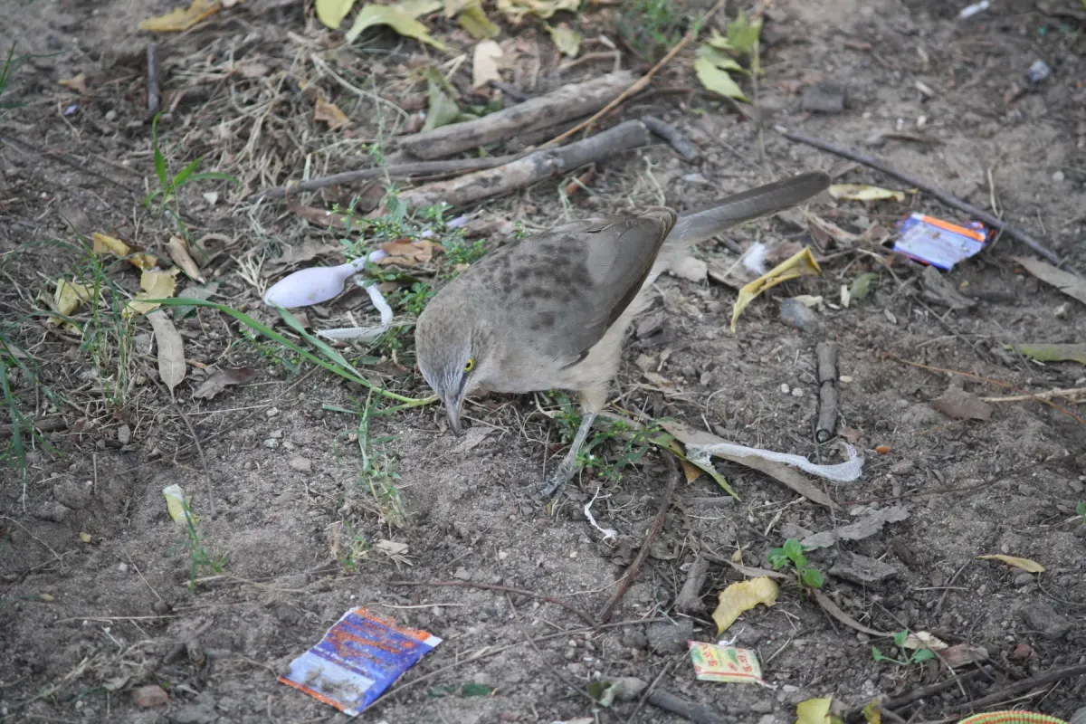 File:GJA25 Large grey babbler Argya malcolmi Rani ki Vav Patan Gujarat 9945.jpg