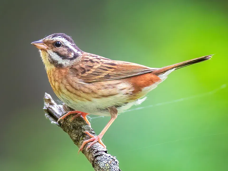 File:Emberiza tristrami from iNaturalist photo 144291592 (cropped).jpg