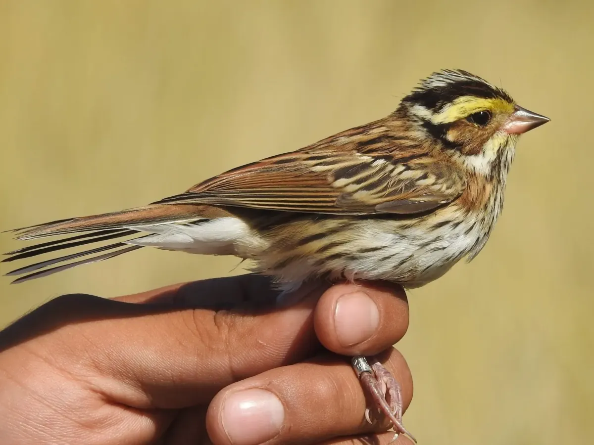 File:Emberiza chrysophrys from iNaturalist photo 243987977.jpg