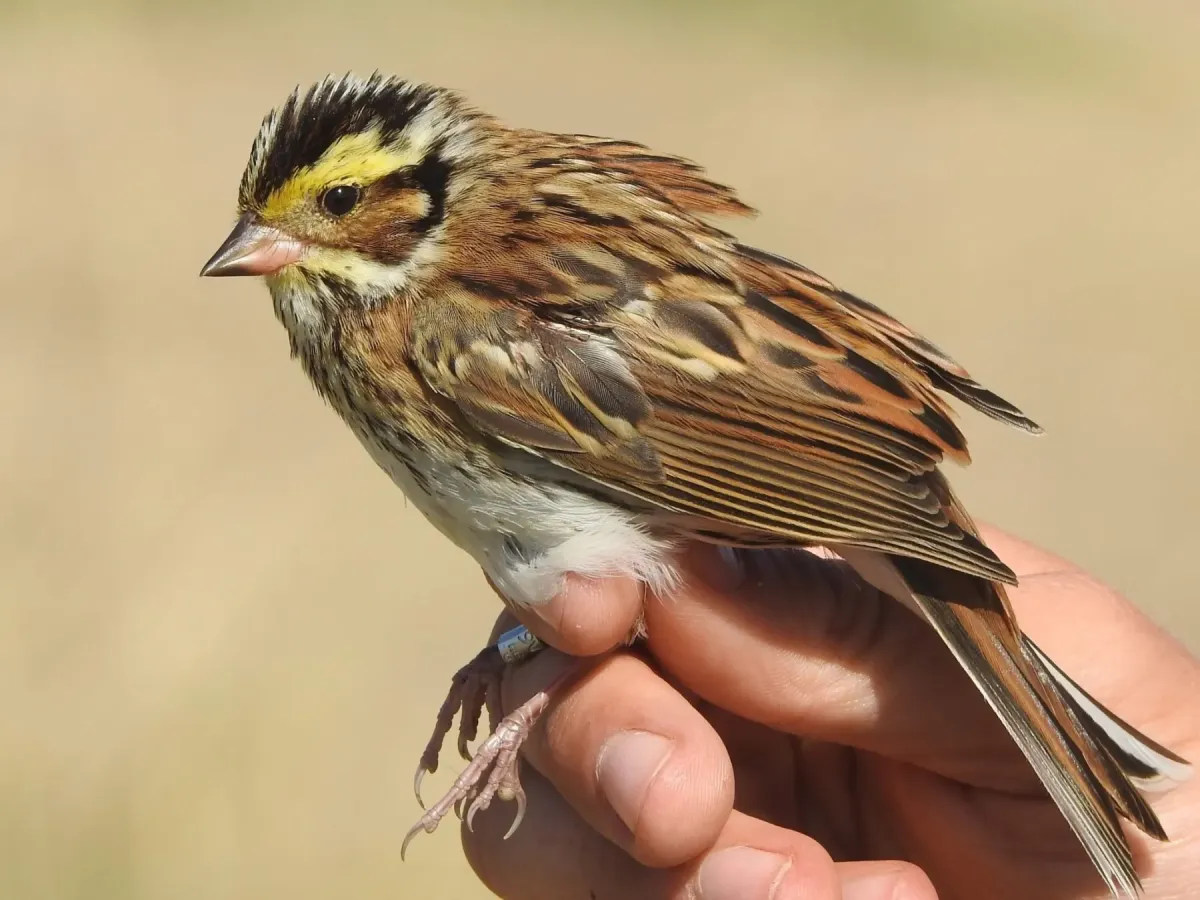 File:Emberiza chrysophrys from iNaturalist photo 243987985.jpg