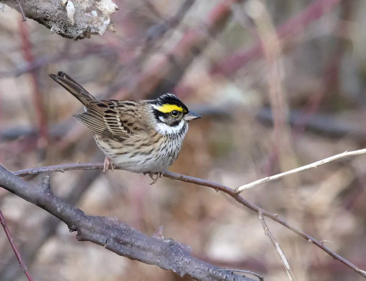 File:Emberiza chrysophrys from iNaturalist photo 129340238.jpg
