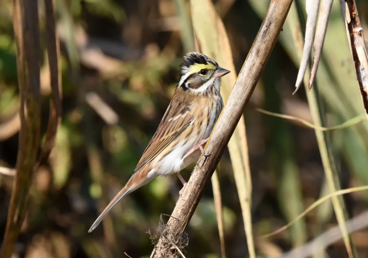File:Emberiza chrysophrys from iNaturalist photo 333354241.jpg