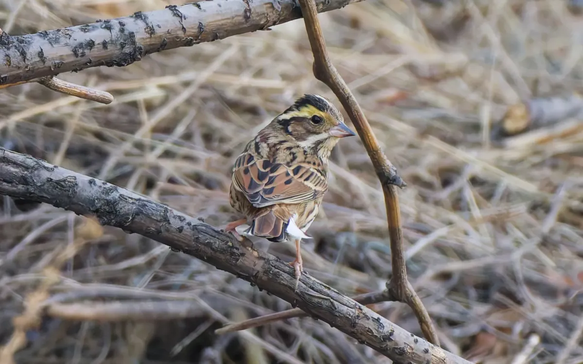 File:Emberiza chrysophrys from iNaturalist photo 470501628.jpg