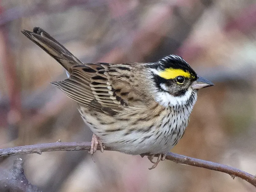 File:Emberiza chrysophrys from iNaturalist photo 129340238 (cropped).jpg
