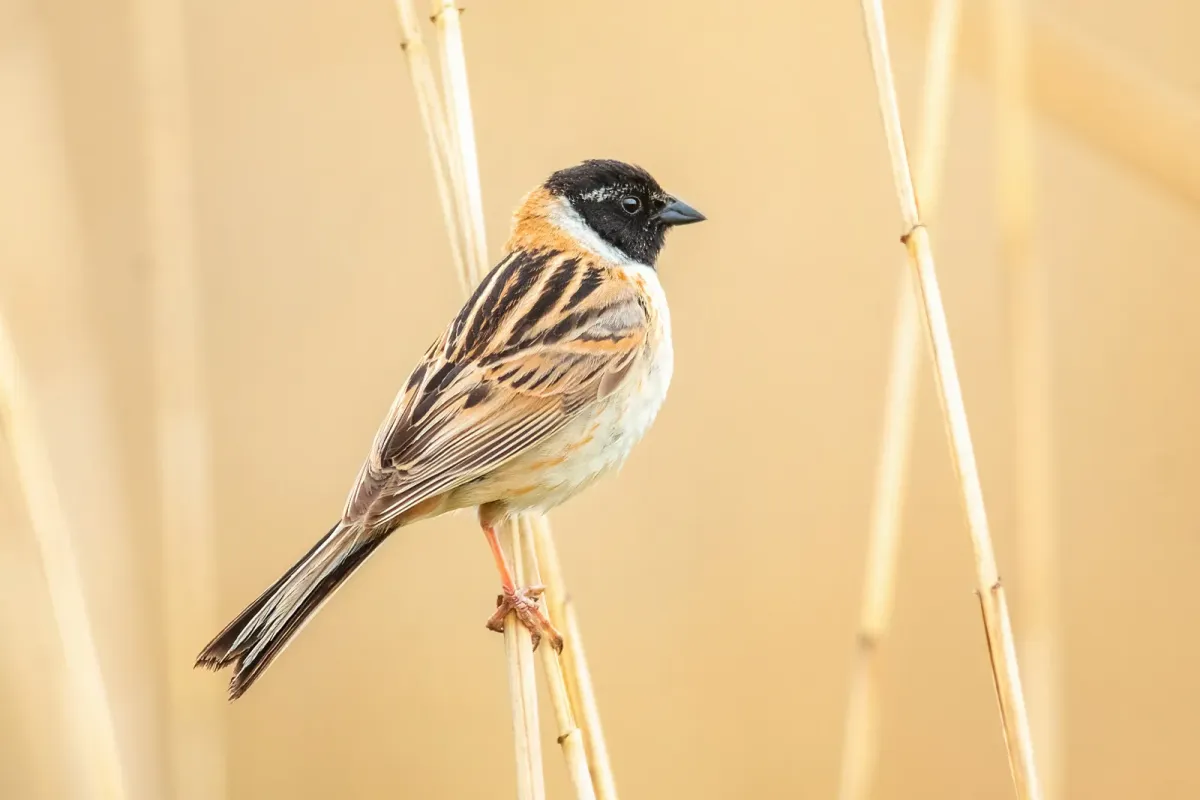 File:Emberiza yessoensis from iNaturalist photo 424407631.jpg