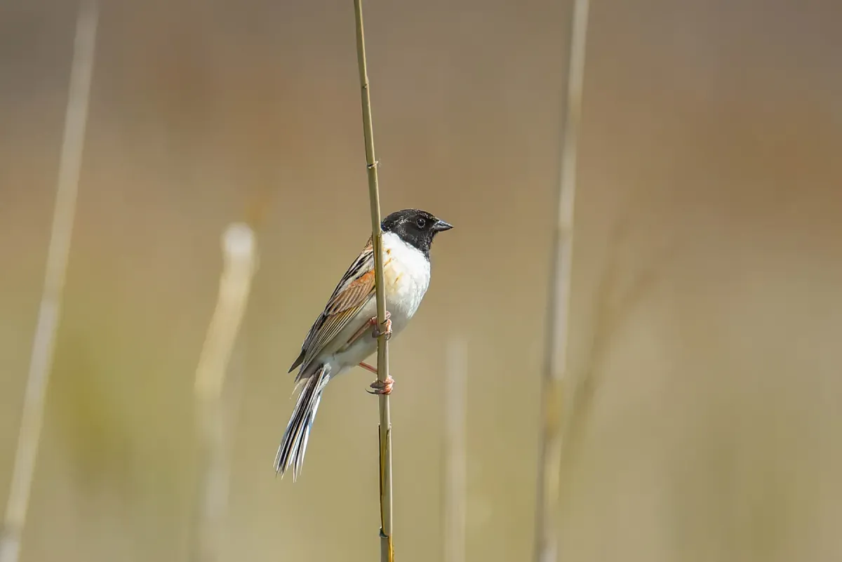 File:Emberiza yessoensis from iNaturalist photo 511808258.jpg