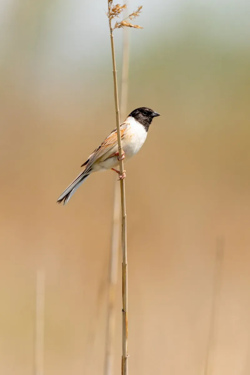 File:Emberiza yessoensis from iNaturalist photo 515494567.jpg