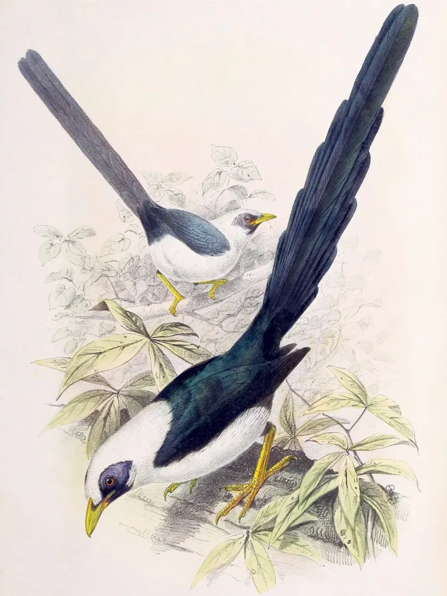 File:Streptocitta albertinae 2.jpg