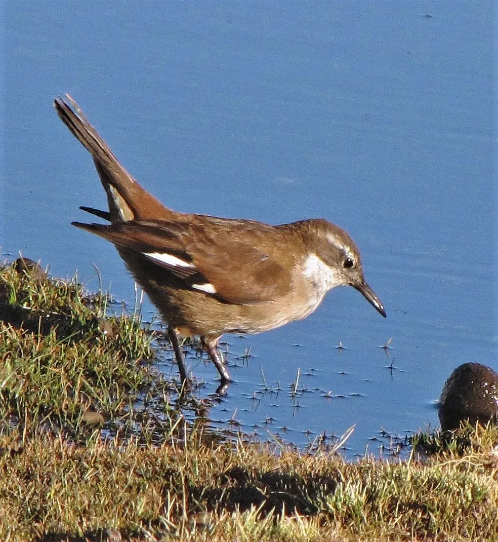 File:Cinclodes atacamensis 197023128.jpg