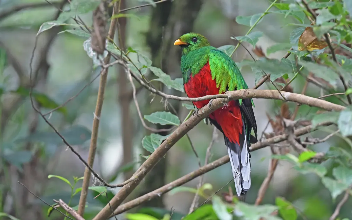 File:Pharomachrus fulgidus 283991103.jpg