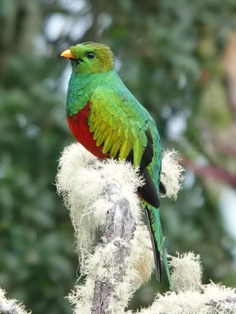 File:Pharomachrus fulgidus 273786270.jpg