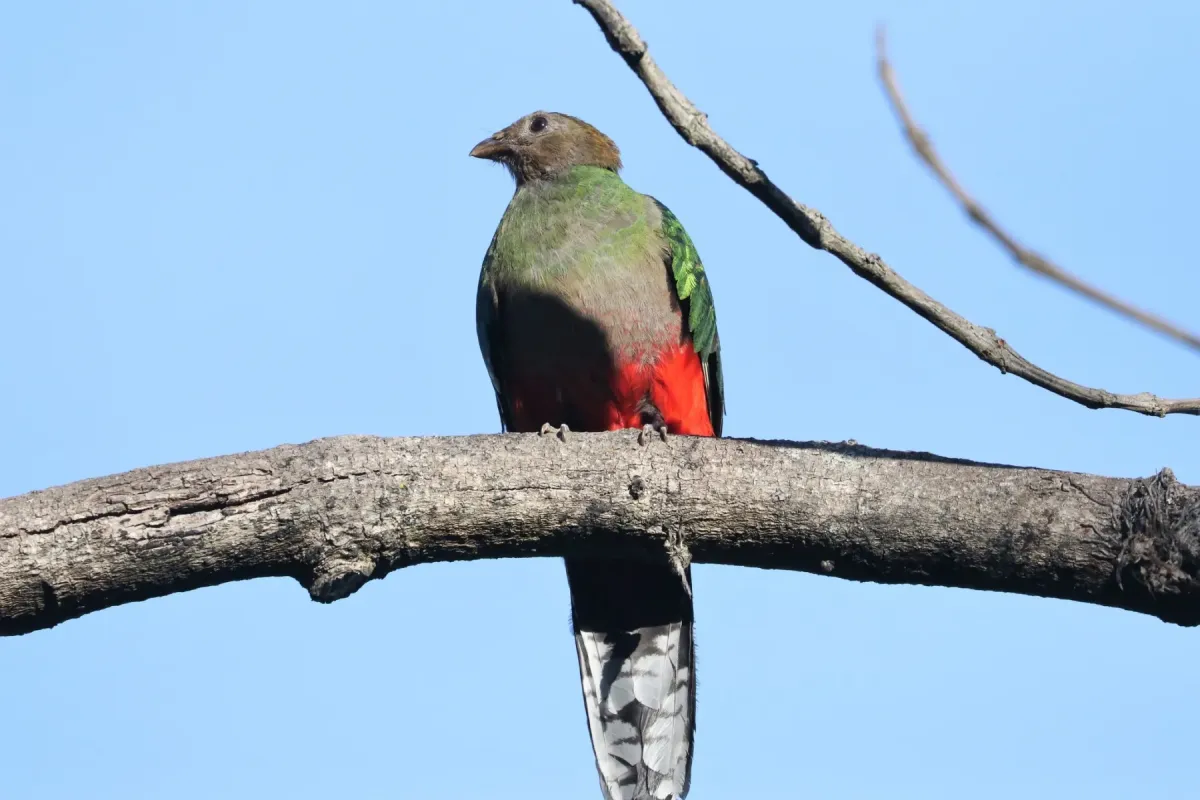 File:Pharomachrus fulgidus 182586693.jpg