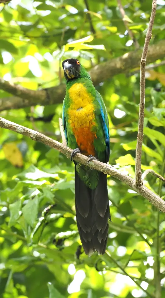 File:Prosopeia personata - Rosario - 329944716 (cropped).jpeg