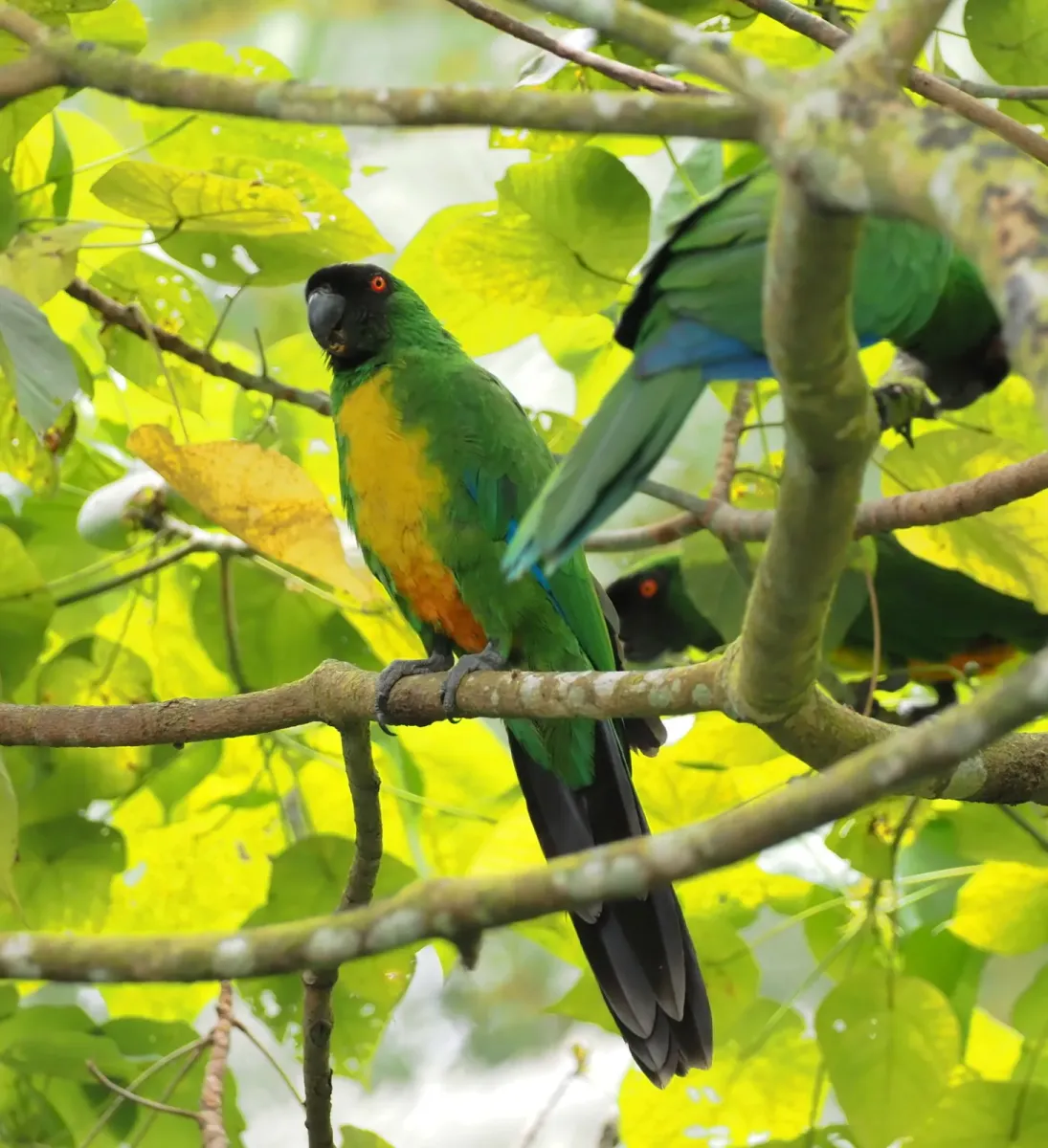 File:Prosopeia personata - Rosario - 330227790 (cropped).jpeg