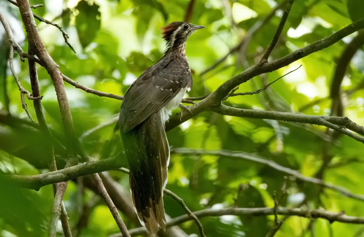 File:Dromococcyx phasianellus 247271746.jpg